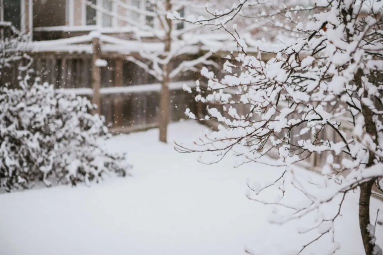 Using Winter to Plan: Landscape Design in Alexandria