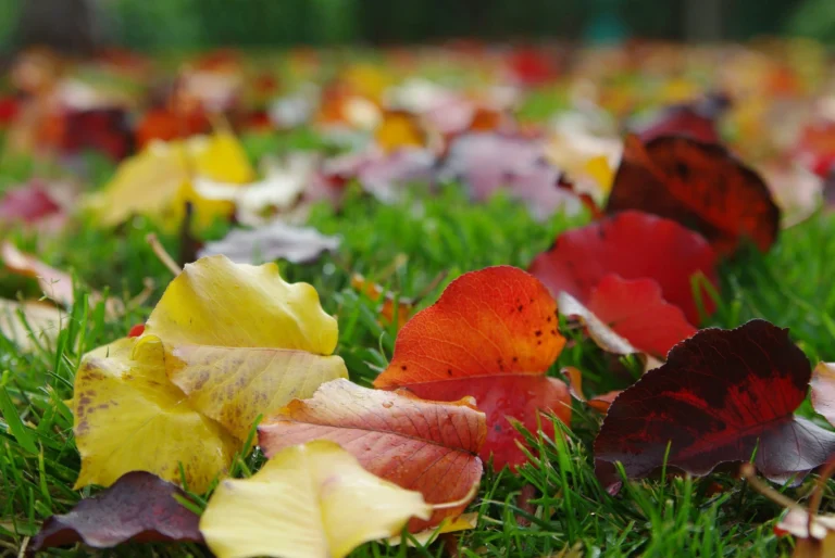 Raking vs Mulching Leaves: Which is Better?